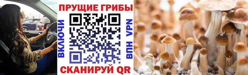 Галлюциногенные грибы мицелий  Купить закладки  Рудня 